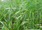 <i>Bromus catharticus</i> Vahl. [Poaceae]