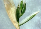 <i>Melica brasiliana</i> Ard. [Poaceae]