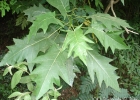 <i>Vasconcellea quercifolia</i> A. St.-Hil. [Caricaceae]