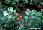 <i>Monteverdia dasyclada</i> (Mart.) Biral [Celastraceae]