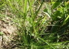<i>Piptochaetium montevidense</i> (Spreng.) Parodi [Poaceae]