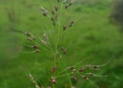 <i>Piptochaetium montevidense</i> (Spreng.) Parodi [Poaceae]