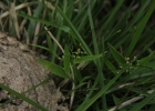<i>Dichanthelium sabulorum</i> (Lam.) Gould & C.A. Clark [Poaceae]