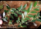 <i>Maytenus dasyclada</i> Mart. [Celastraceae]