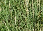 <i>Panicum racemosum</i> (P. Beauv.) Spreng [Poaceae]
