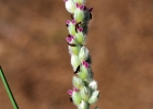 <i>Panicum racemosum</i> (P. Beauv.) Spreng [Poaceae]