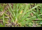 <i>Paspalum pumilum</i> Nees [Poaceae]