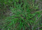 <i>Paspalum pumilum</i> Nees [Poaceae]