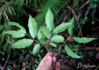 <i>Plinia peruviana</i> (Poir.) Govaerts [Myrtaceae]