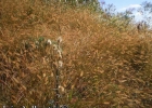 <i>Setaria parviflora</i> (Poir.) Kerguélen [Poaceae]