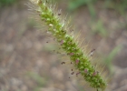 <i>Setaria parviflora</i> (Poir.) Kerguélen [Poaceae]