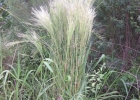 <i>Andropogon bicornis</i> L. [Poaceae]