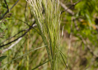 <i>Andropogon bicornis</i> L. [Poaceae]