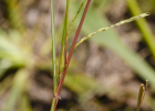 <i>Andropogon lateralis</i> Nees [Poaceae]