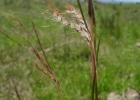 <i>Andropogon lateralis</i> Nees [Poaceae]