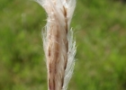 <i>Andropogon macrothrix</i> Trin. [Poaceae]