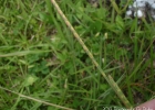<i>Coelorachis selloana</i> (Hack.) Henr. [Poaceae]