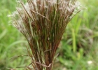 <i>Schizachyrium microstachyum</i> (Desv. ex Ham.) Roseng. [Poaceae]