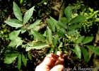 <i>Lonchocarpus campestris</i> Mart. ex Benth. [Fabaceae]