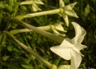 <i>Nicotiana alata</i> Link & Otto [Solanaceae]
