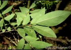 <i>Lonchocarpus campestris</i> Mart. ex Benth. [Fabaceae]