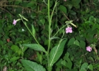 <i>Nicotiana forgetiana</i> Hemsl. [Solanaceae]