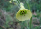 <i>Nicotiana langsdorffii</i> Weinm. [Solanaceae]