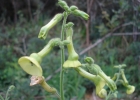 <i>Nicotiana langsdorffii</i> Weinm. [Solanaceae]