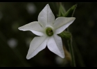 <i>Nicotiana longiflora</i> Cav. [Solanaceae]