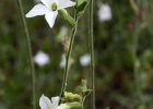<i>Nicotiana longiflora</i> Cav. [Solanaceae]