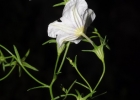 <i>Nierembergia linariifolia</i> Graham [Solanaceae]
