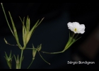 <i>Nierembergia micrantha</i> Cabrera [Solanaceae]