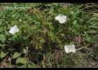 <i>Nierembergia pinifolia</i> Miers [Solanaceae]