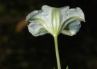 <i>Nierembergia riograndensis</i> Hunz. & A.A.Cocucci [Solanaceae]