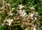 <i>Nectandra lanceolata</i> Nees [Lauraceae]