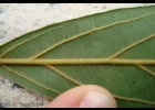 <i>Nectandra lanceolata</i> Nees [Lauraceae]