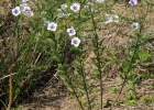 <i>Nierembergia scoparia</i> Sendtn. [Solanaceae]