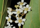 <i>Nectandra lanceolata</i> Nees [Lauraceae]