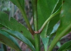 <i>Psychotria carthagenensis</i> Jacq. [Rubiaceae]