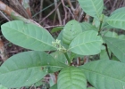 <i>Psychotria carthagenensis</i> Jacq. [Rubiaceae]