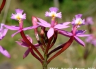 <i>Epidendrum secundum</i> Jacq. [Orchidaceae]