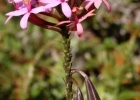 <i>Epidendrum secundum</i> Jacq. [Orchidaceae]