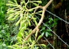 <i>Pisonia zapallo</i> Griseb. [Nyctaginaceae]