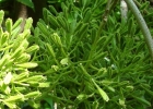 <i>Pisonia zapallo</i> Griseb. [Nyctaginaceae]