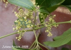 <i>Balfourodendron riedelianum</i> (Engl.) Engl. [Rutaceae]