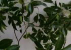 <i>Balfourodendron riedelianum</i> (Engl.) Engl. [Rutaceae]
