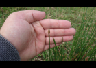 <i>Eleocharis montana</i> (Kunth) Roem. & Schult. [Cyperaceae]
