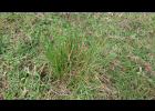 <i>Eleocharis montana</i> (Kunth) Roem. & Schult. [Cyperaceae]