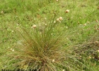 <i>Eleocharis nudipes</i> (Kunth) Palla [Cyperaceae]