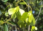 <i>Helietta apiculata</i> Benth. [Rutaceae]